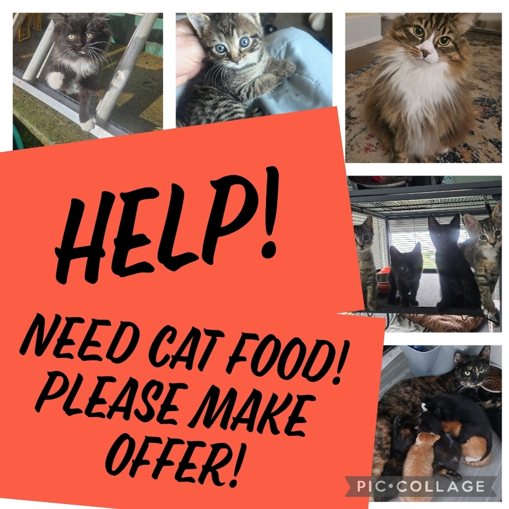 Kitten season is here!  Help!